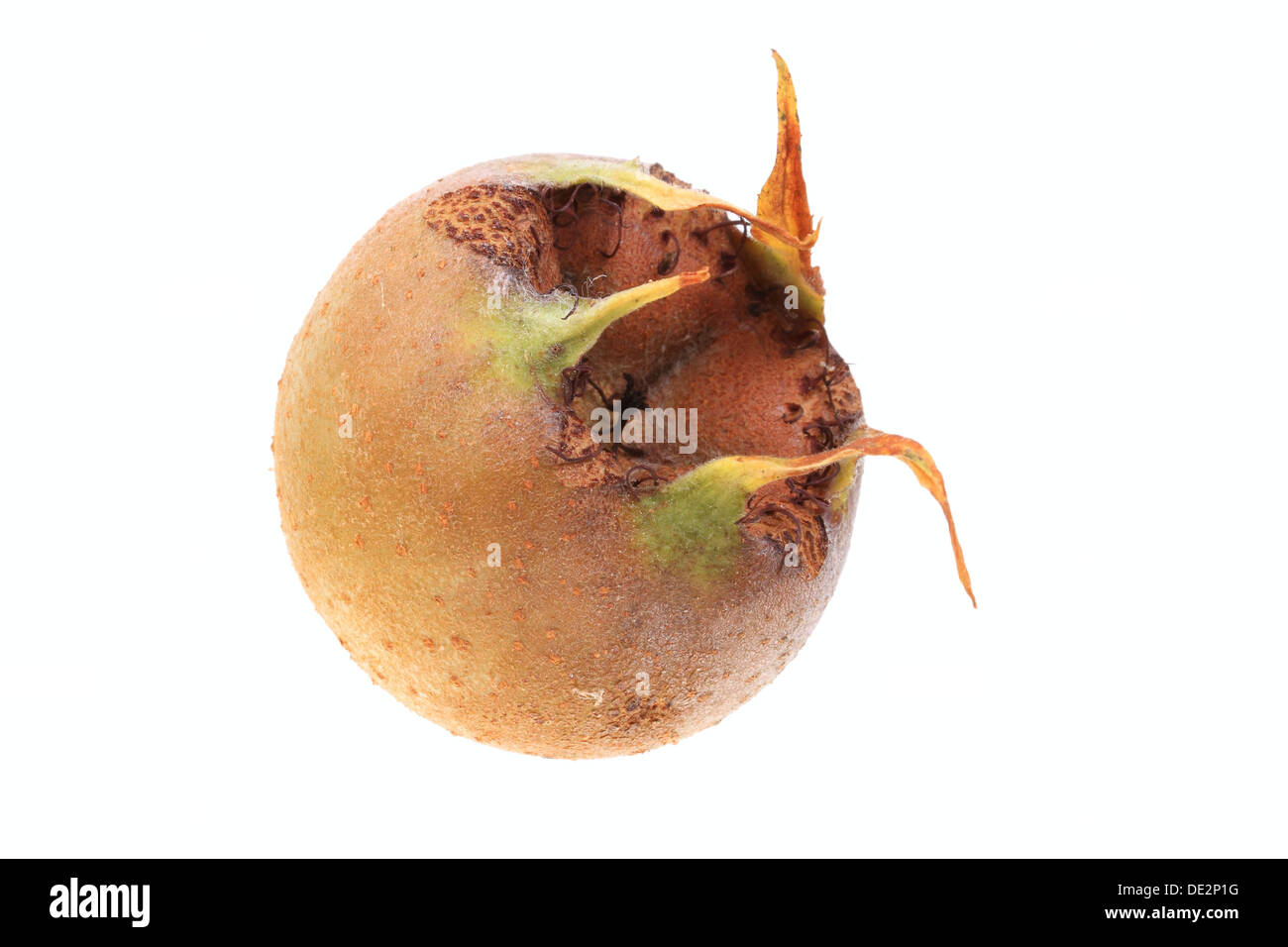 Comune (Nespola Mespilus germanica), frutta Foto Stock