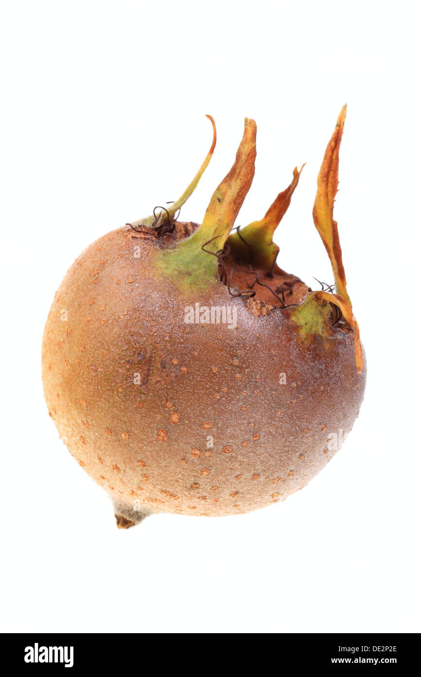 Comune (Nespola Mespilus germanica), frutta Foto Stock