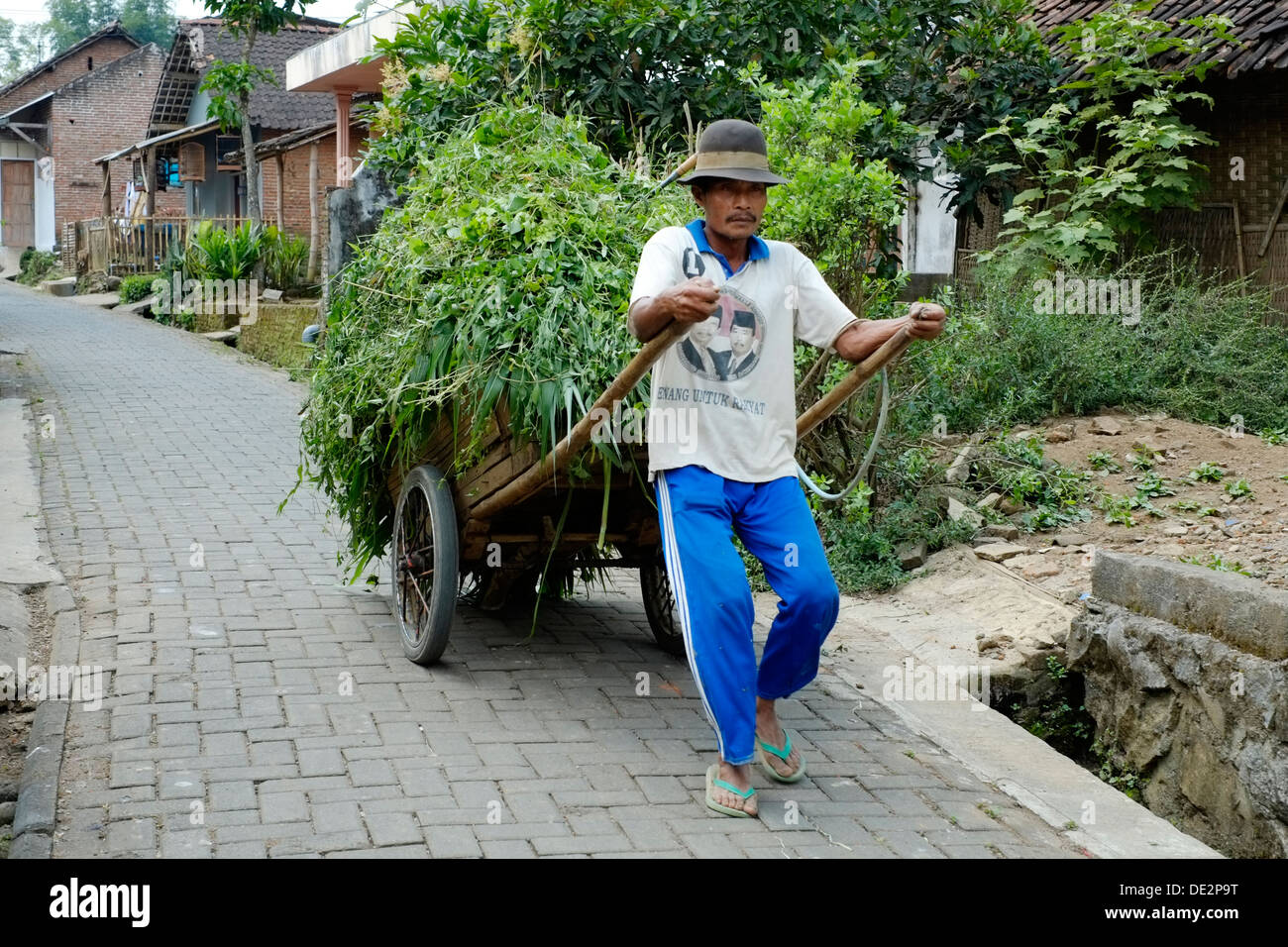 Local uomo traina un carrello carico di talee da un campo attraverso un villaggio street java indonesia Foto Stock