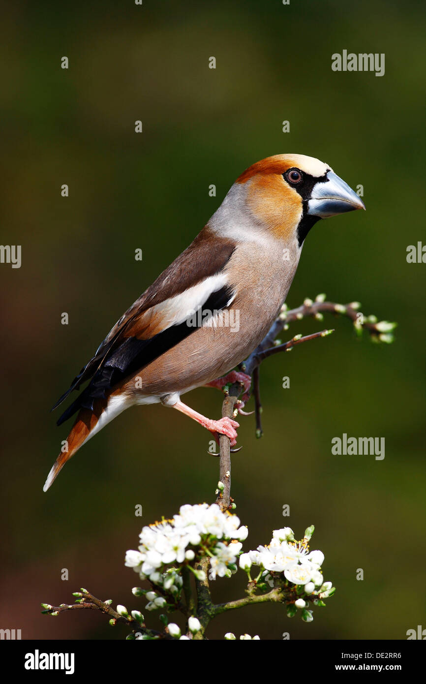 Grosbeak o Hawfinch (Coccothraustes coccothraustes), maschile seduto su un ramo di fioritura in primavera Foto Stock