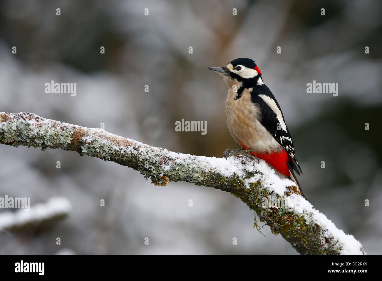 Picchio rosso maggiore (Picoides major, Dendrocopos major), maschio su un ramo innevati in inverno Foto Stock