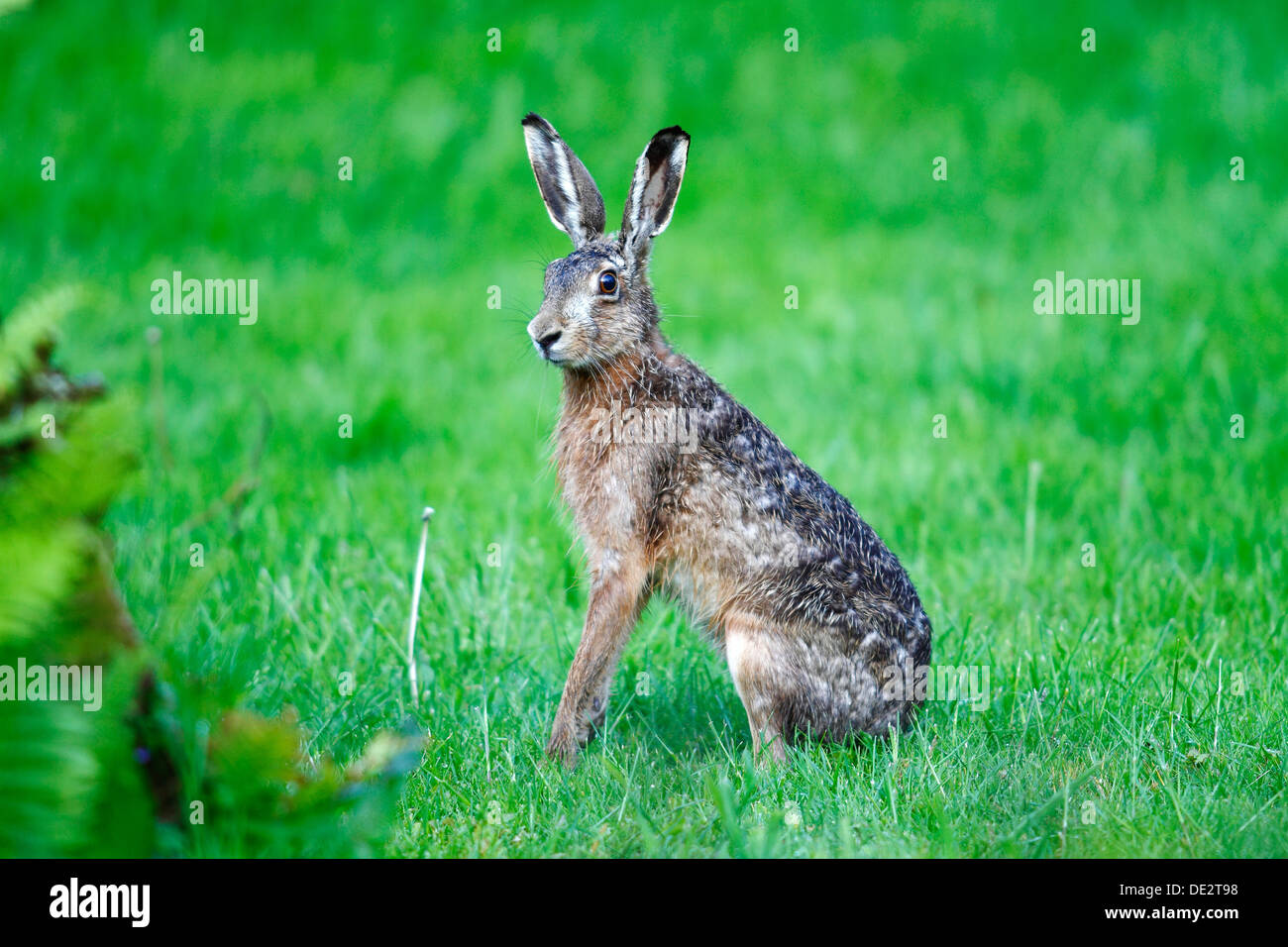 Lepre (Lepus europaeus), seduta in ascolto di erba, Isola di Neuwerk, Germania Foto Stock