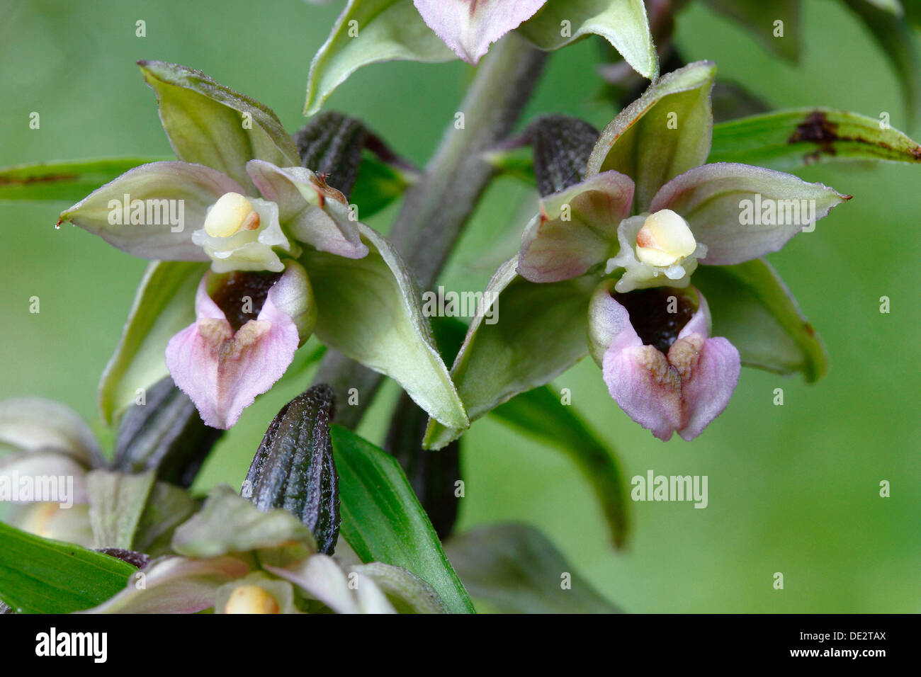 Fioritura di latifoglie (Helleborine helleborine bergonii), Neunkirchen in Siegerland, Renania settentrionale-Vestfalia Foto Stock