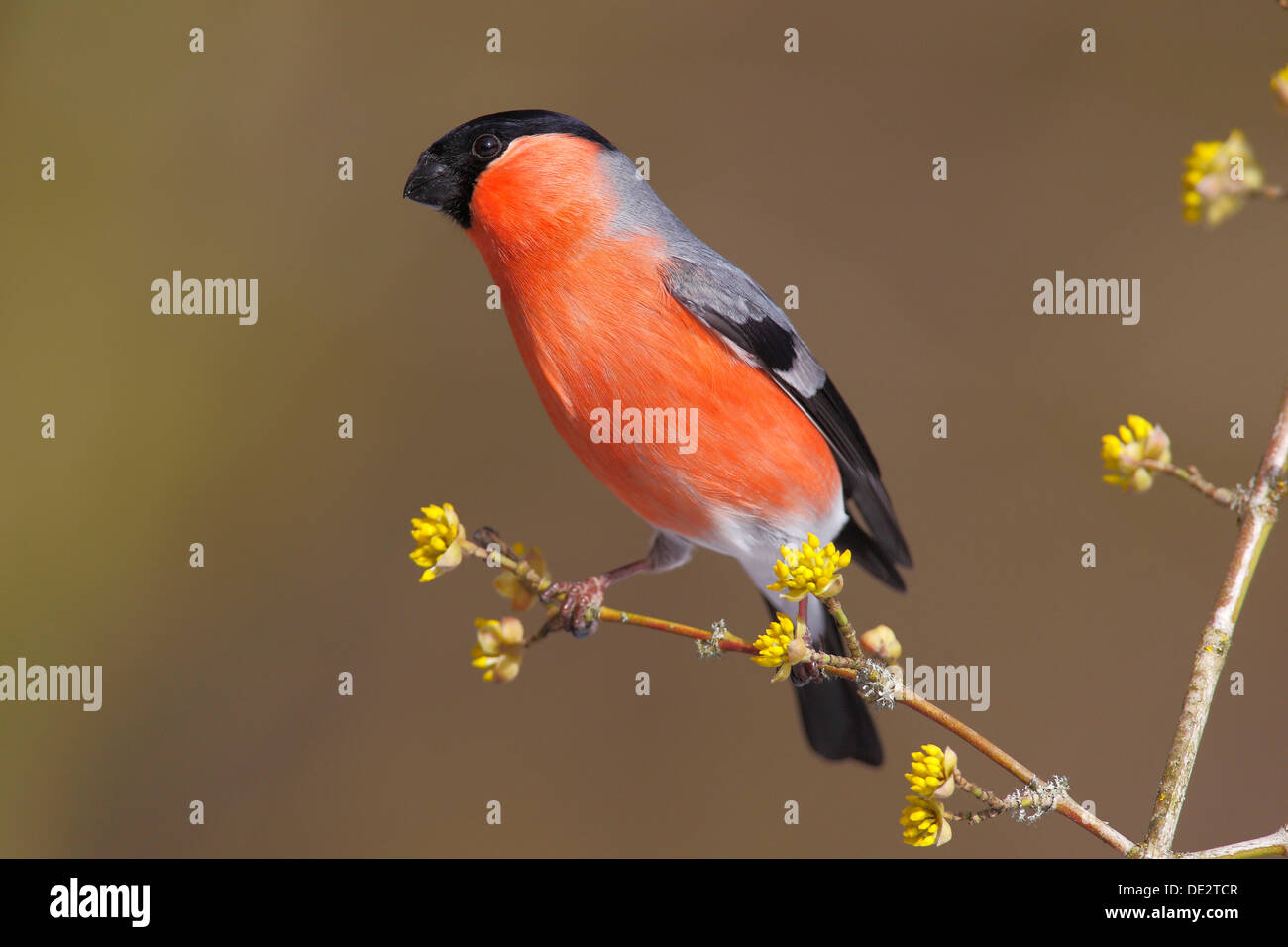 Bullfinch (Pyrrhula pyrrhula) maschio, appollaiato su un ramoscello, Neunkirchen, Siegerland, Nord Reno-Westfalia, Germania Foto Stock