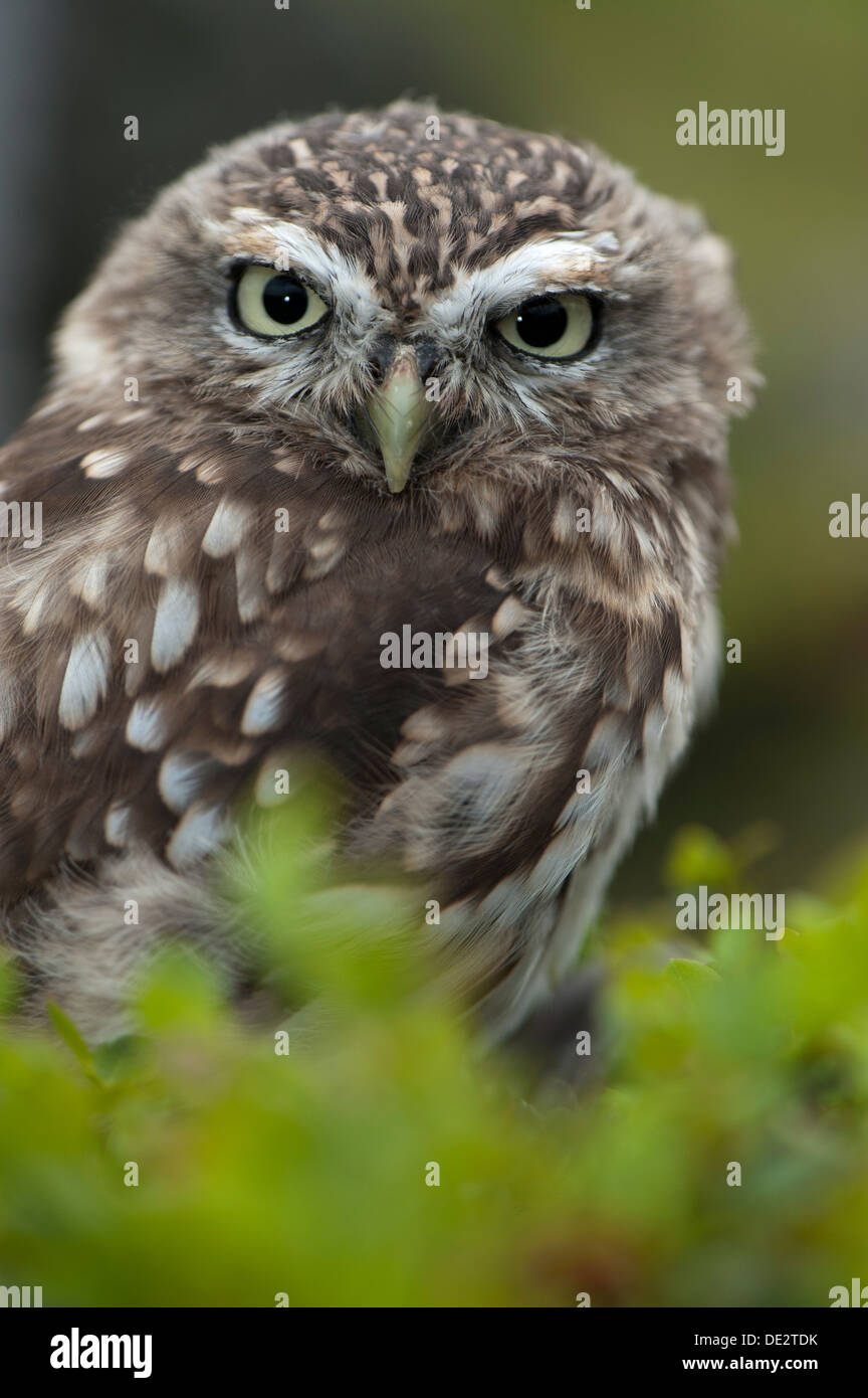 Civetta (Athene noctua) appollaiato sulla brughiera, habitat tipico per il bird. Captive, UK. Foto Stock