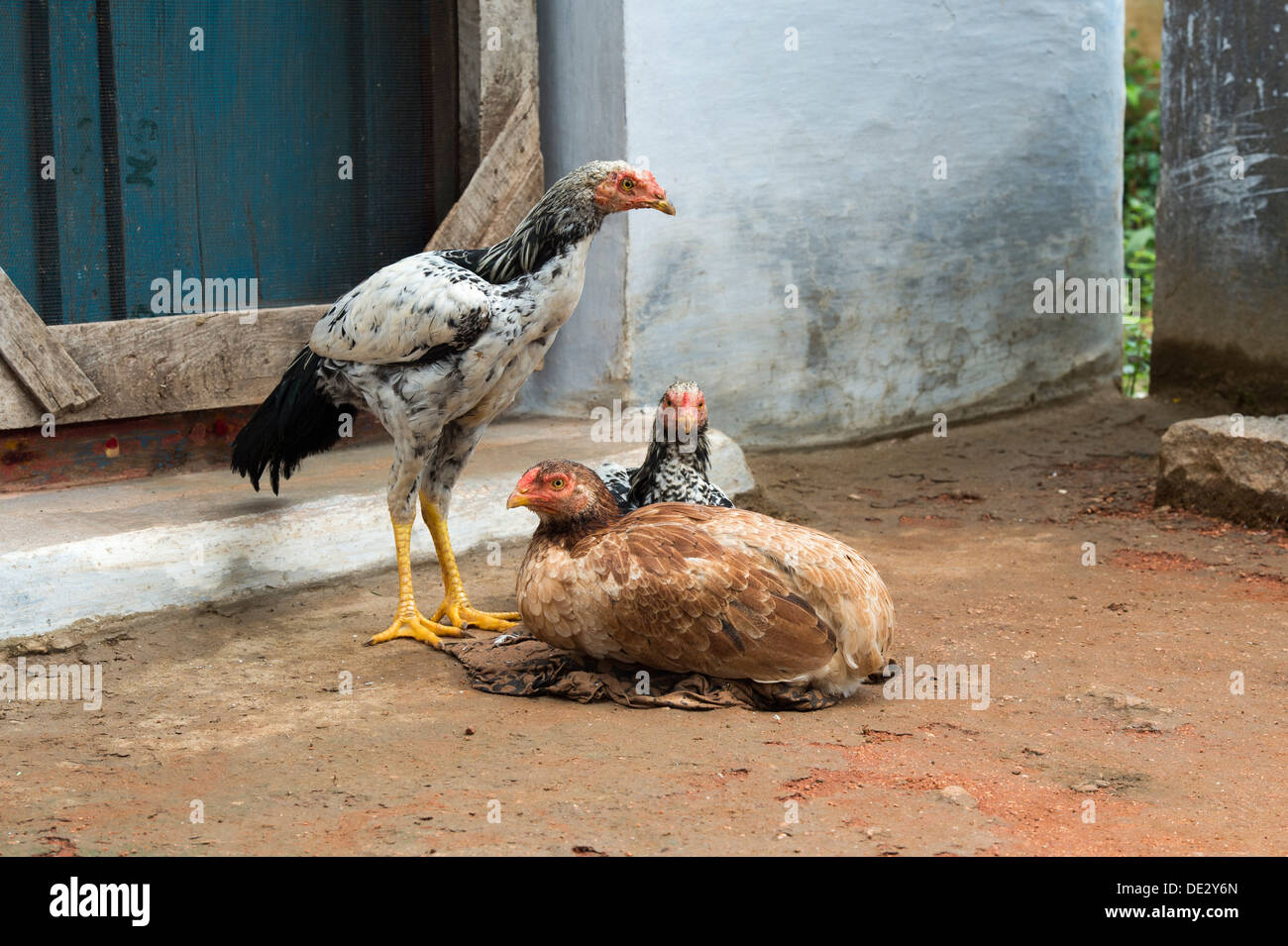 Indian polli in un territorio rurale villaggio indiano. Andhra Pradesh, India Foto Stock