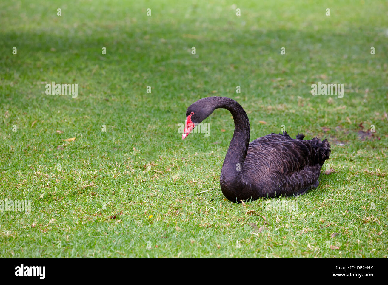 Australian Black Swan (Cygnus atratus), Perth, Western Australia Foto Stock