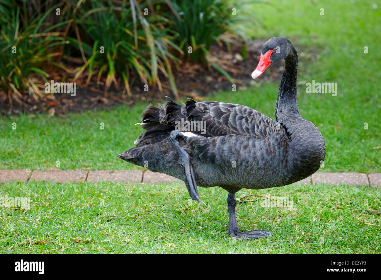 Australian Black Swan (Cygnus atratus), Perth, Western Australia Foto Stock