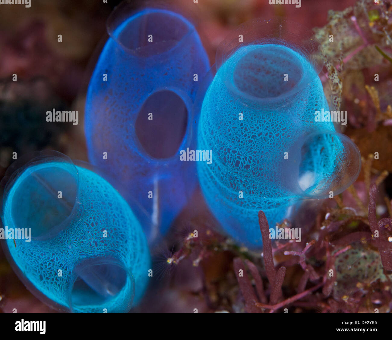 Close-up immagine di tre traslucide blu fluorescente tunicati rivelando delicata struttura interna. Bunaken Island, Indonesia. Foto Stock