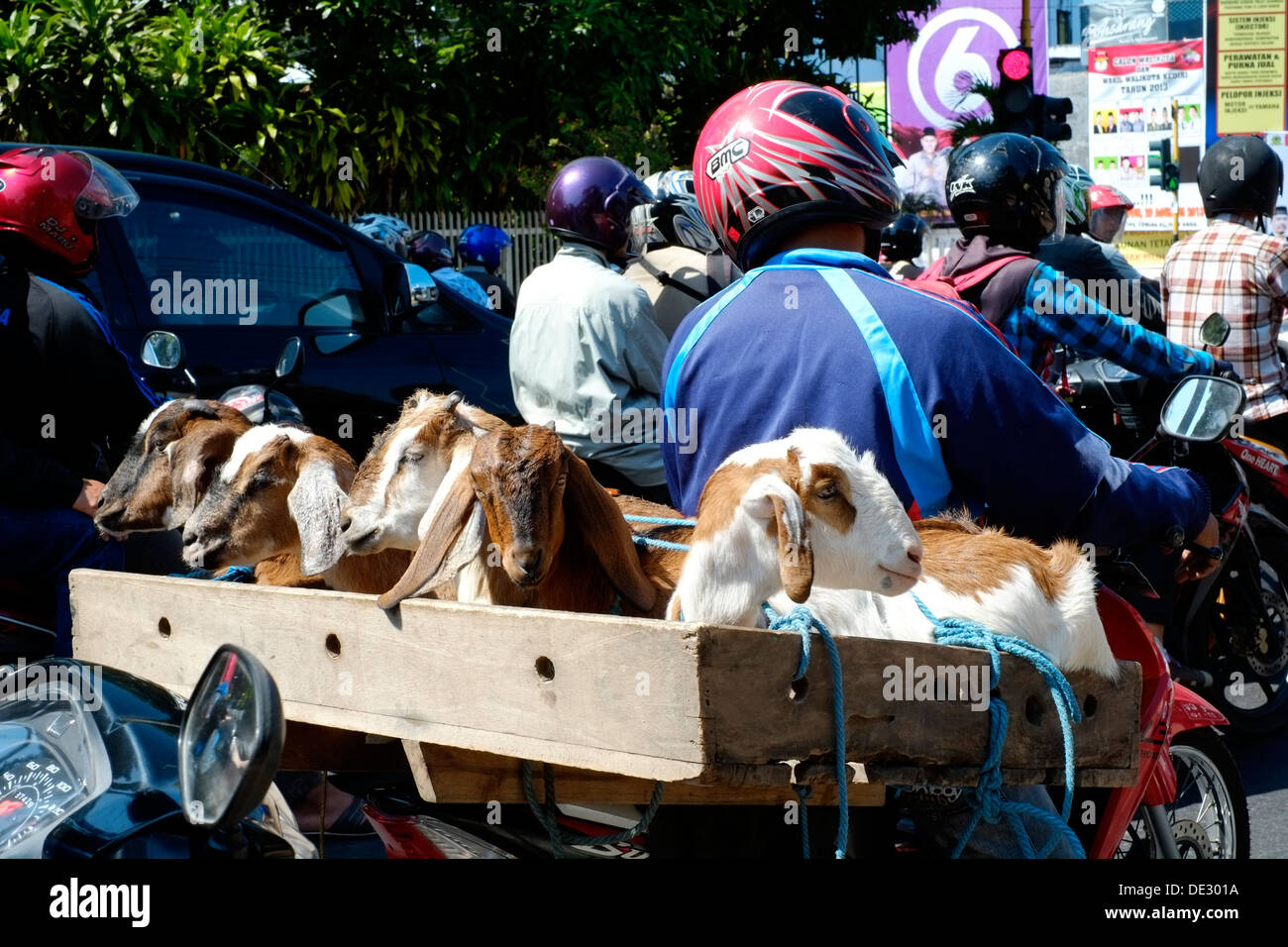 Caprini essendo portati in una scatola aperta sul retro di un ciclo del motore nel traffico kediri java indonesia Foto Stock