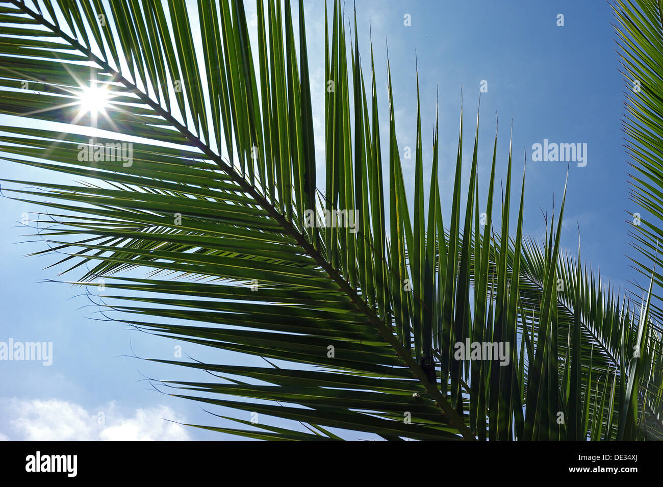 Ramo di palma immagini e fotografie stock ad alta risoluzione - Alamy