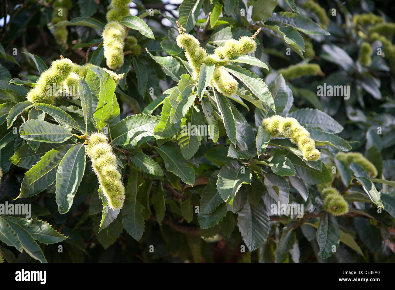 Castagno (Castanea sativa) con lunghi filari di dadi Foto Stock