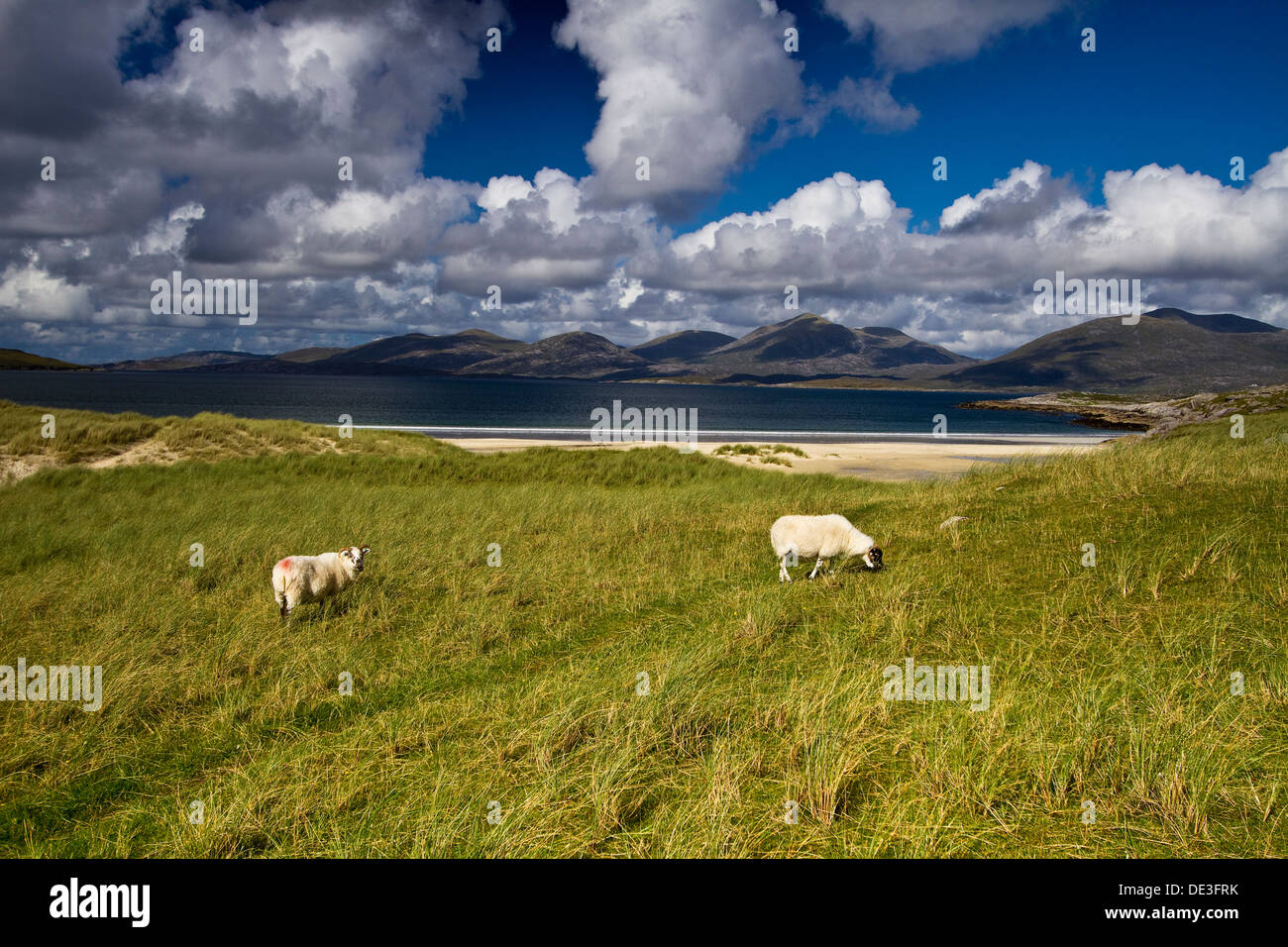 Pecore pascolano sulle dune di sabbia intorno Luskentire beach, sull'Isola di Harris, Scozia. Il North Harris colline può essere visto. Foto Stock