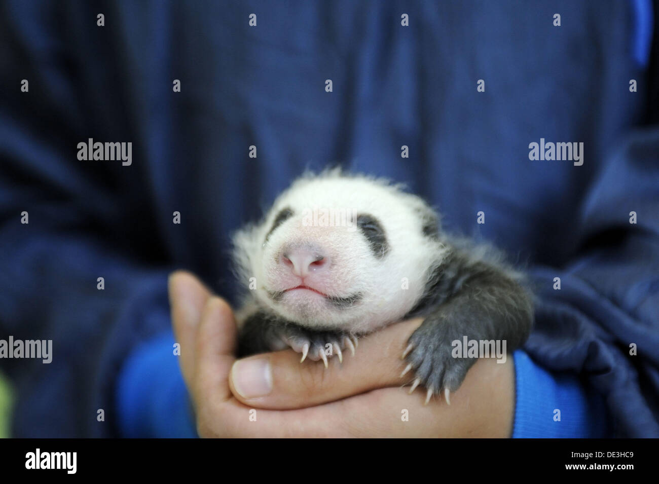 Il detentore cura un 3 settimane vecchio baby panda (Ailuropoda melanoleuca) a Bifengxia Panda Gigante allevamento e centro di conservazione, Foto Stock