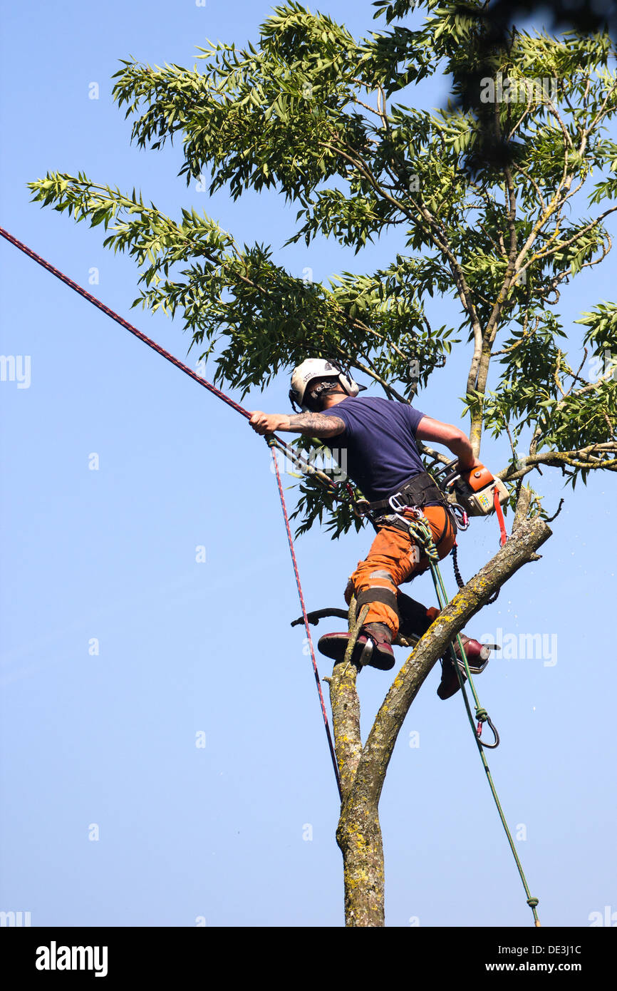 Tree chirurgo al lavoro abbattere un albero. Wiltshire, Inghilterra. Foto Stock