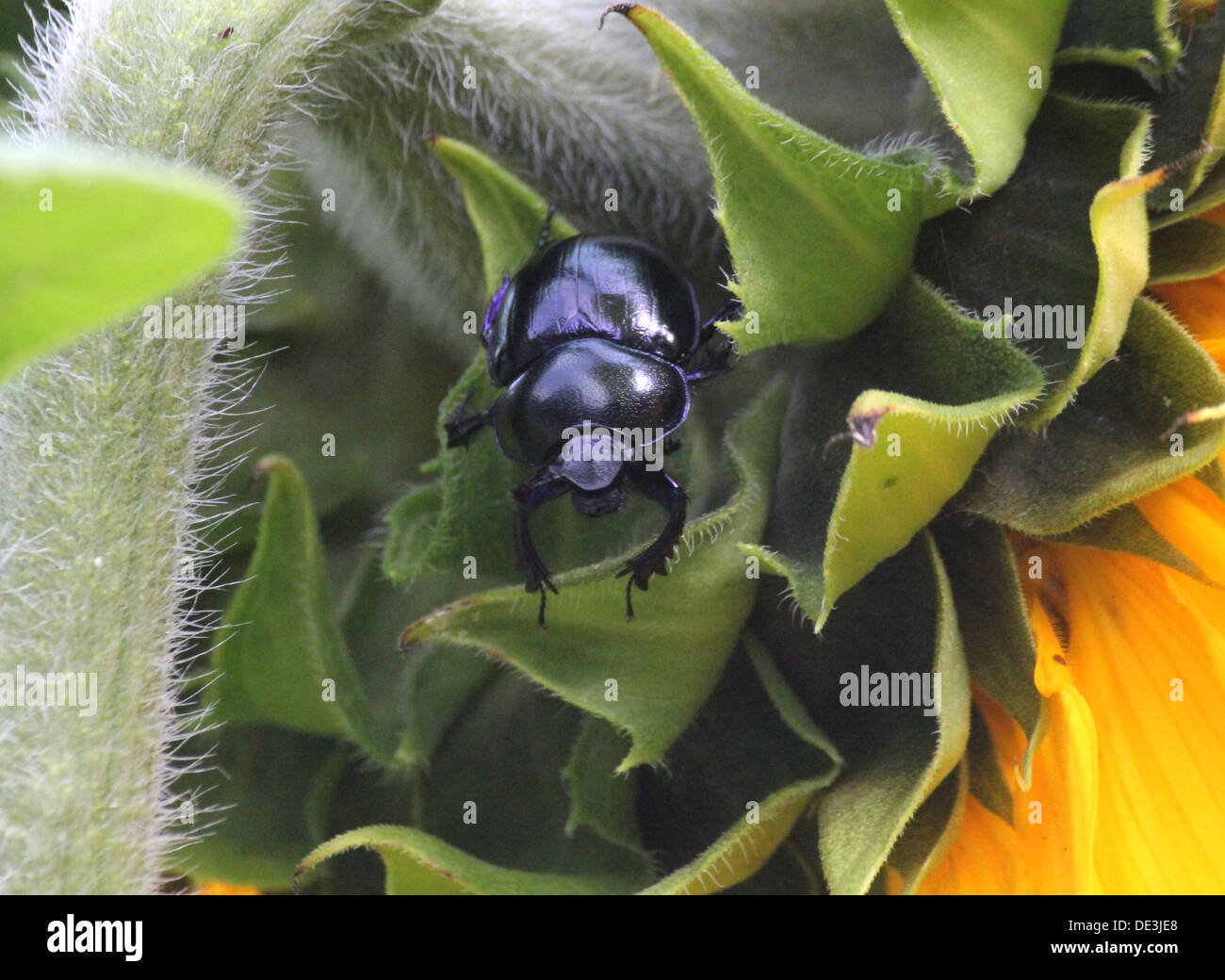 Close-up del bluastro Dor scarabeo o silente (Geotrupes stercorarius) in posa su un girasole gigante Foto Stock