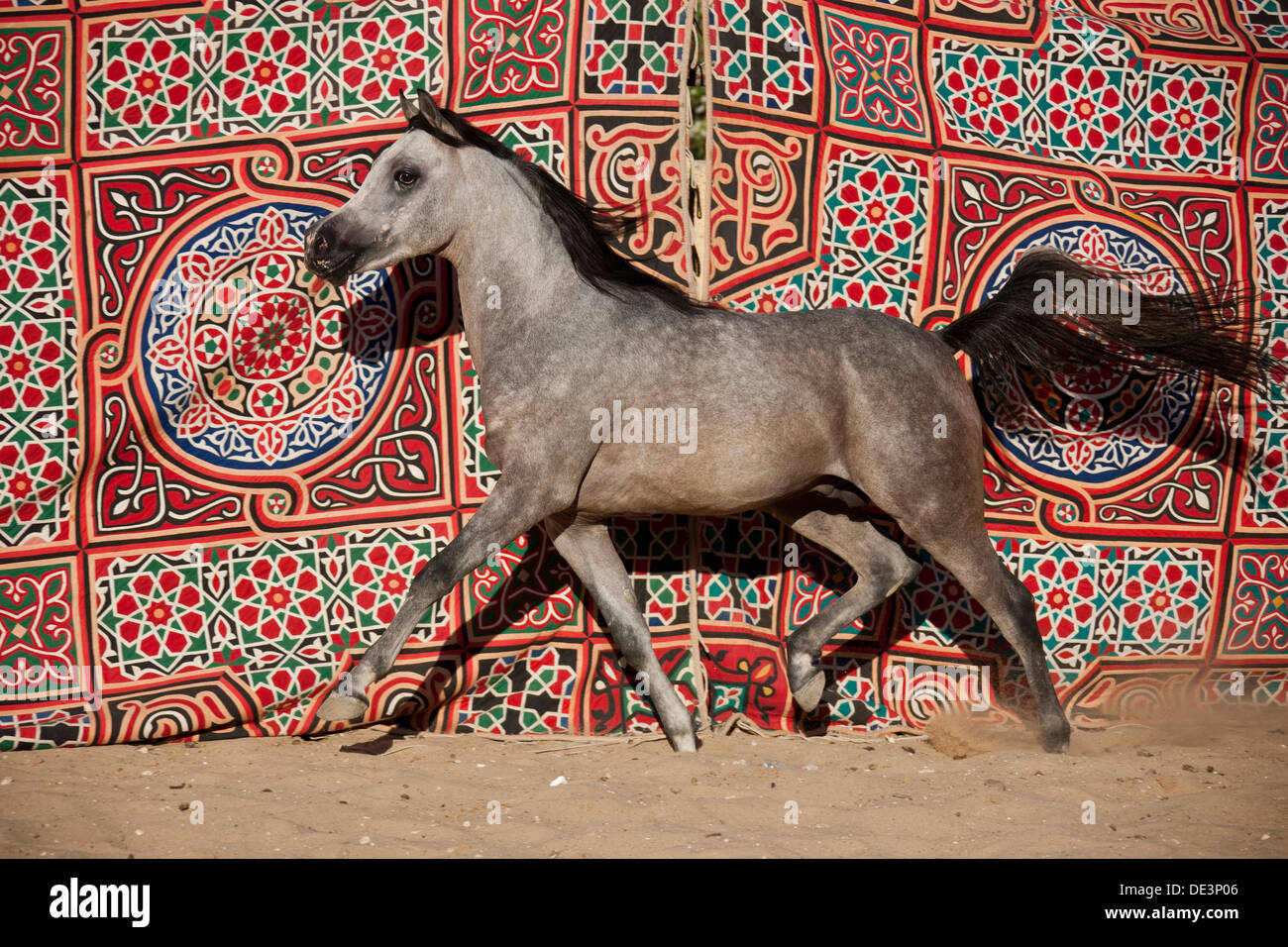 Razza Arabian Horse stallone grigio trottingsand parete colorato sfondo tappezzeria Foto Stock