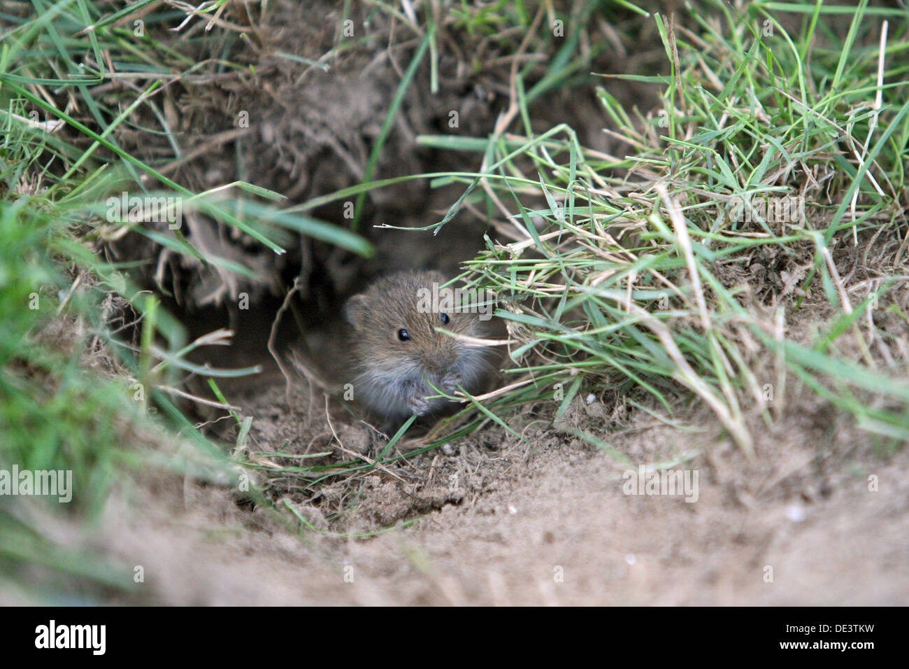 Bad Doberan, Germania, campo mouse è seduta in una foxhole Foto Stock
