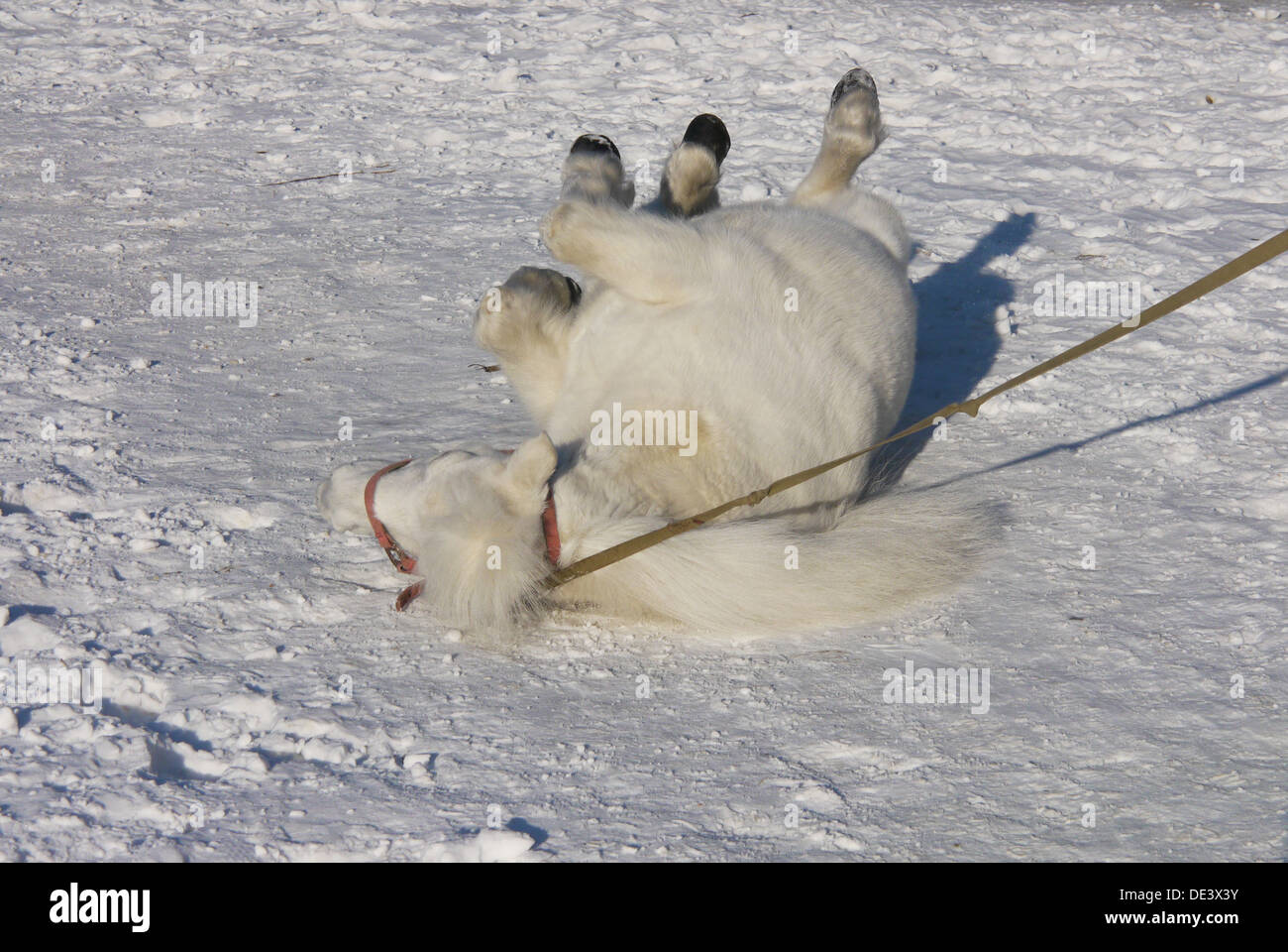 Cavallino bianco nella neve Foto Stock