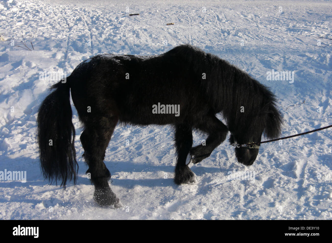 Pony nero nella neve Foto Stock