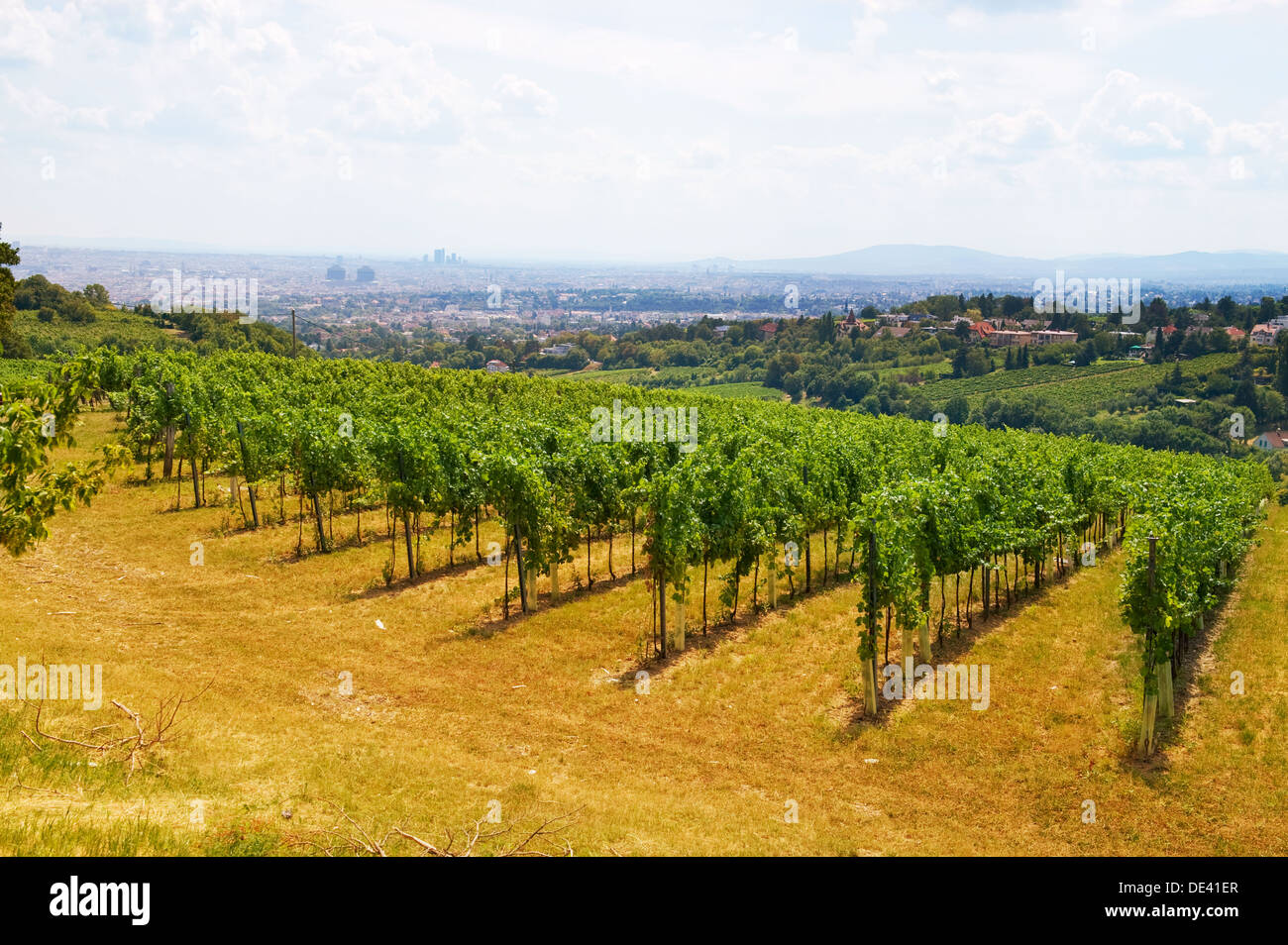 Viennese di uva verde cortile vino, Vienna, Austria Foto Stock
