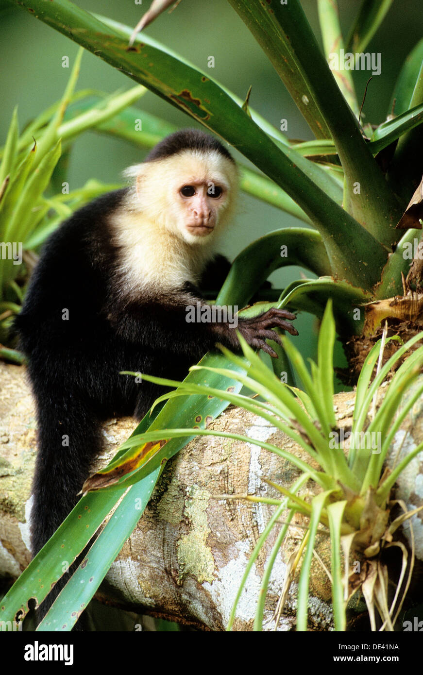 Faccia bianca scimmia cappuccino ritratto Cebus capucinus Foto stock - Alamy