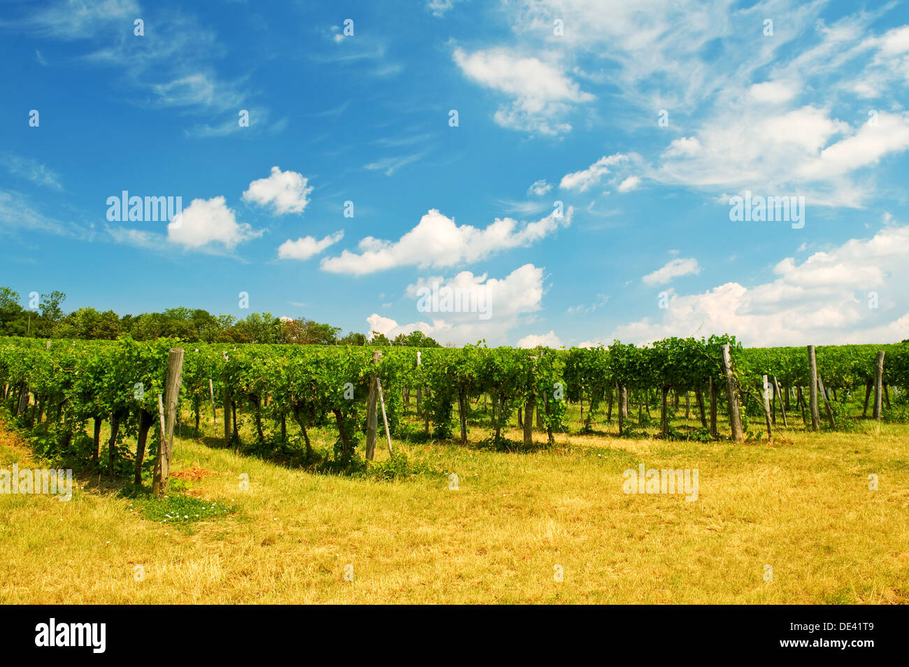 Viennese di uva verde cortile vino, Vienna, Austria Foto Stock