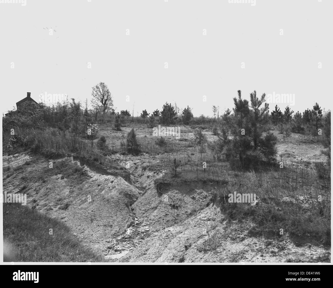 Un'immagine di un campo abbandonato nella contea di Newberry, Carolina del Sud, che ha perso il suo terreno. Il terreno viene riabilitato attraverso sforzi di riforestazione. Foto Stock