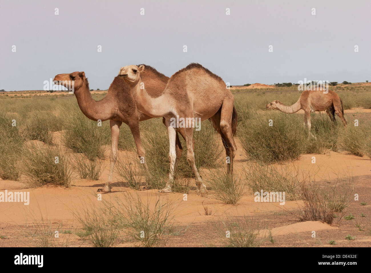 Dromedario cammelli pascolano in erba nel deserto del Sahara Occidentale dopo le recenti piogge rare, Mauritania Foto Stock