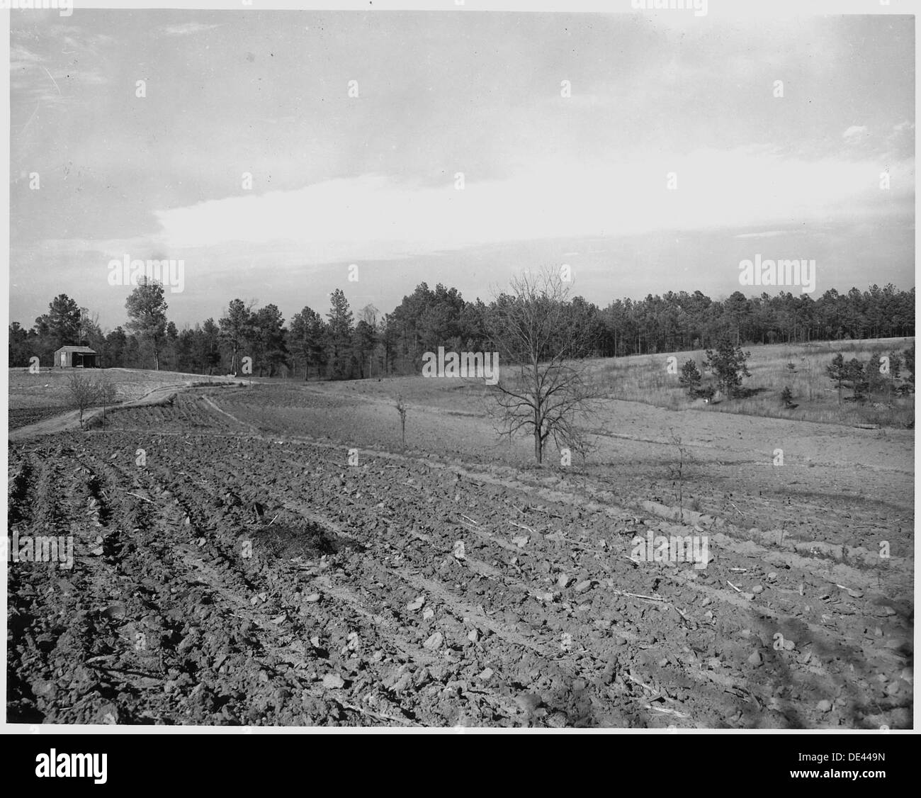 Newberry County, Carolina del Sud. Vista dalla fattoria di Dan Clark, Whitmire, Route 2 South Carolina, int . . . 522792 Foto Stock