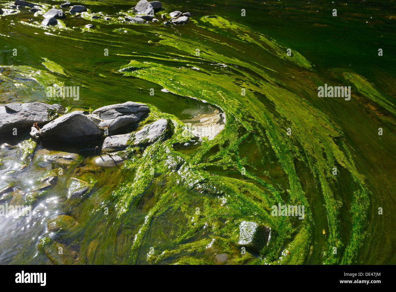 Fioritura algale in acqua dolce ecosistema del fiume, una risposta alle maggiori livelli di nutrienti in primavera, Fiume Wyre, Llanrhystud, Wales, Regno Unito Foto Stock