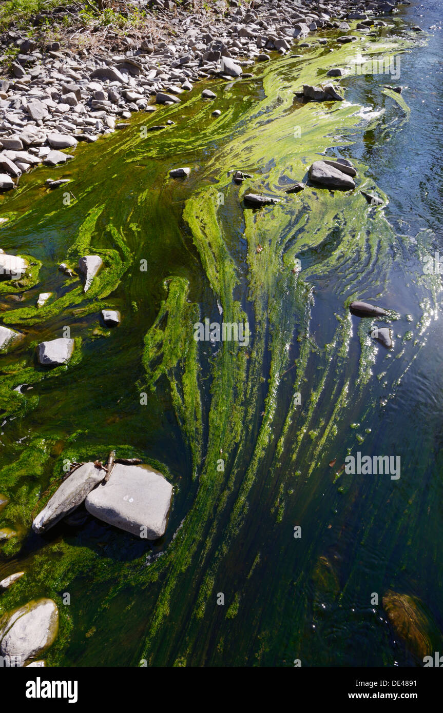 Fioritura algale in acqua dolce ecosistema del fiume, una risposta alle maggiori livelli di nutrienti in primavera, Fiume Wyre, Llanrhystud, Wales, Regno Unito Foto Stock