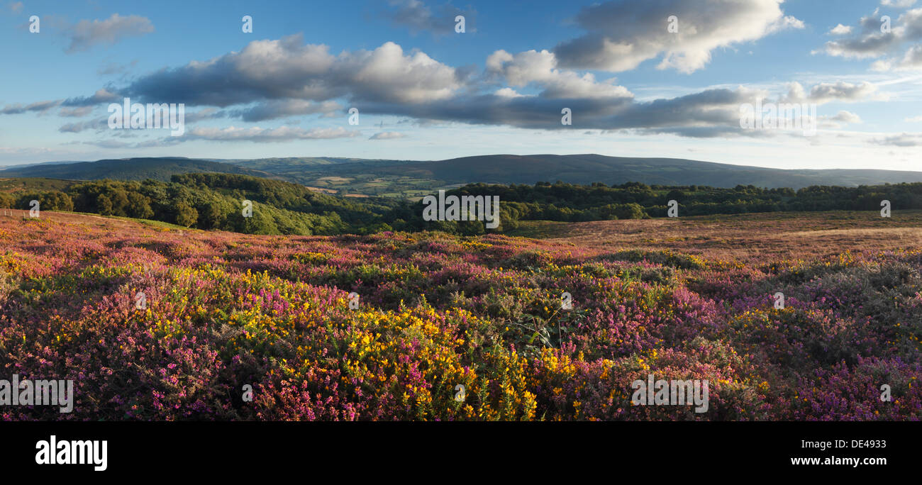 Erica e ginestre su Selworthy Beacon. Parco Nazionale di Exmoor. Somerset. In Inghilterra. Foto Stock