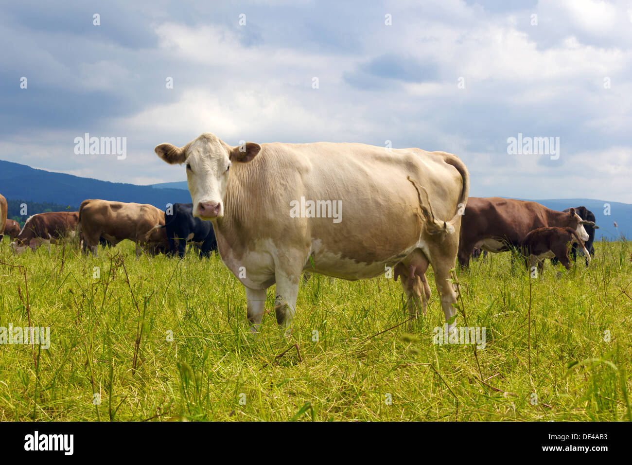 Mucca in un alpeggio Foto Stock