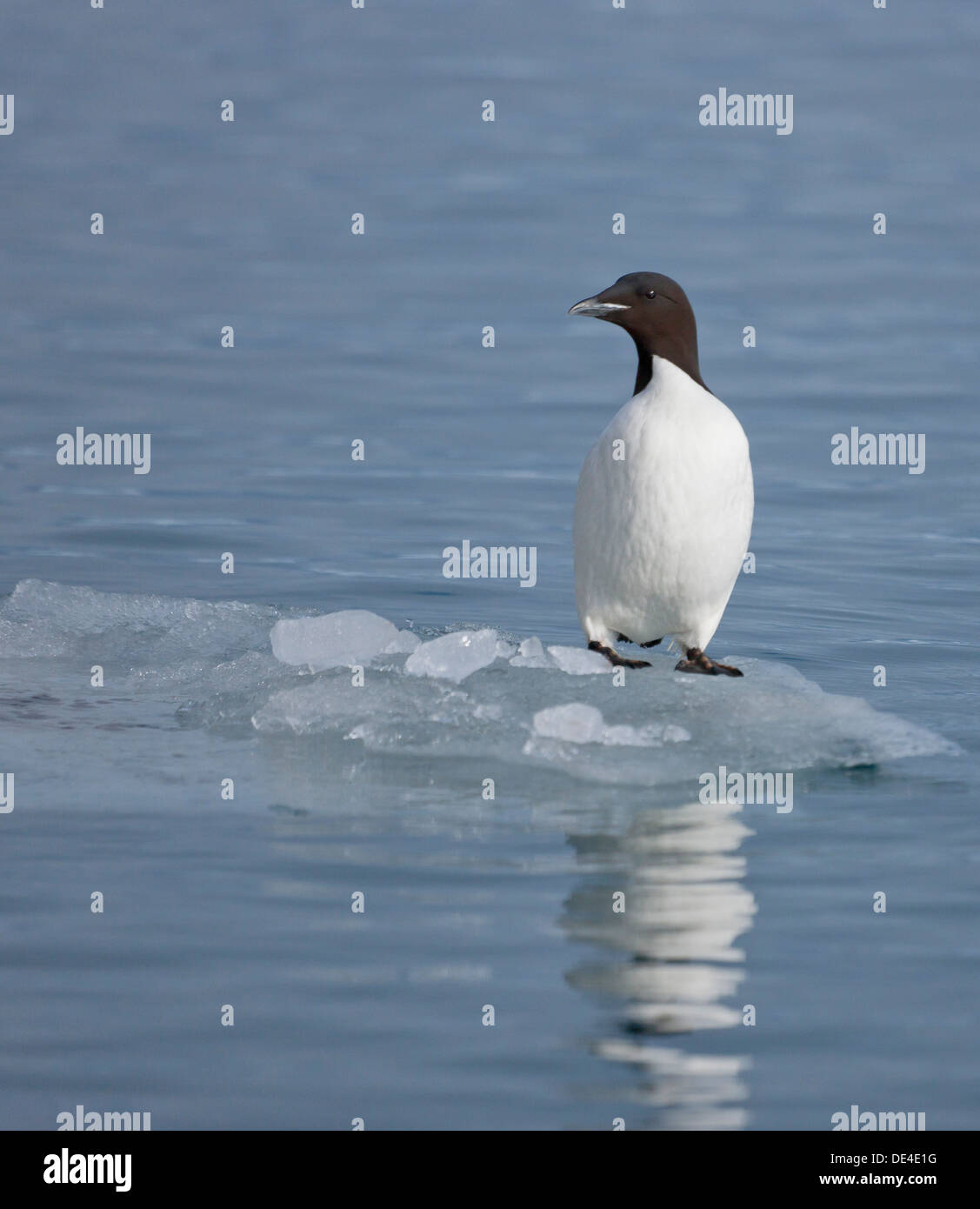 Brunnich's Guillemot su un pezzo di ghiaccio (Uria lomvia) isola Spitsbergen, Svalbard, Norvegia Foto Stock