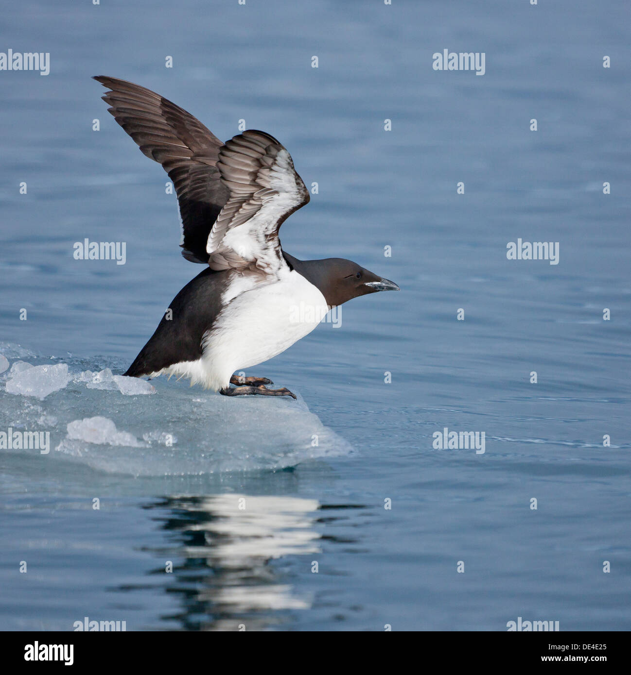 Brunnich's Guillemot su un pezzo di ghiaccio (Uria lomvia) isola Spitsbergen, Svalbard, Norvegia Foto Stock
