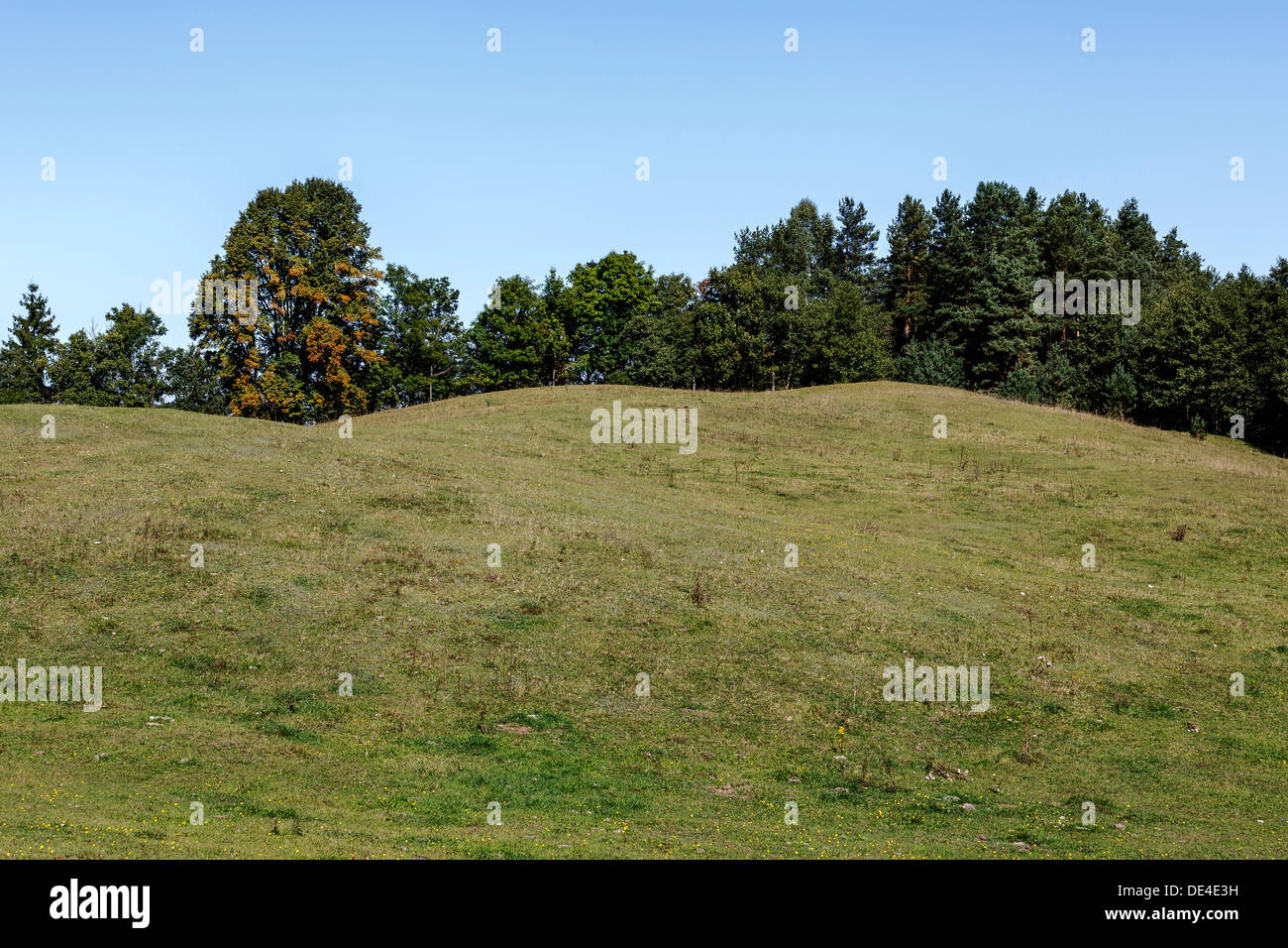 Foresta sulla collina Foto Stock