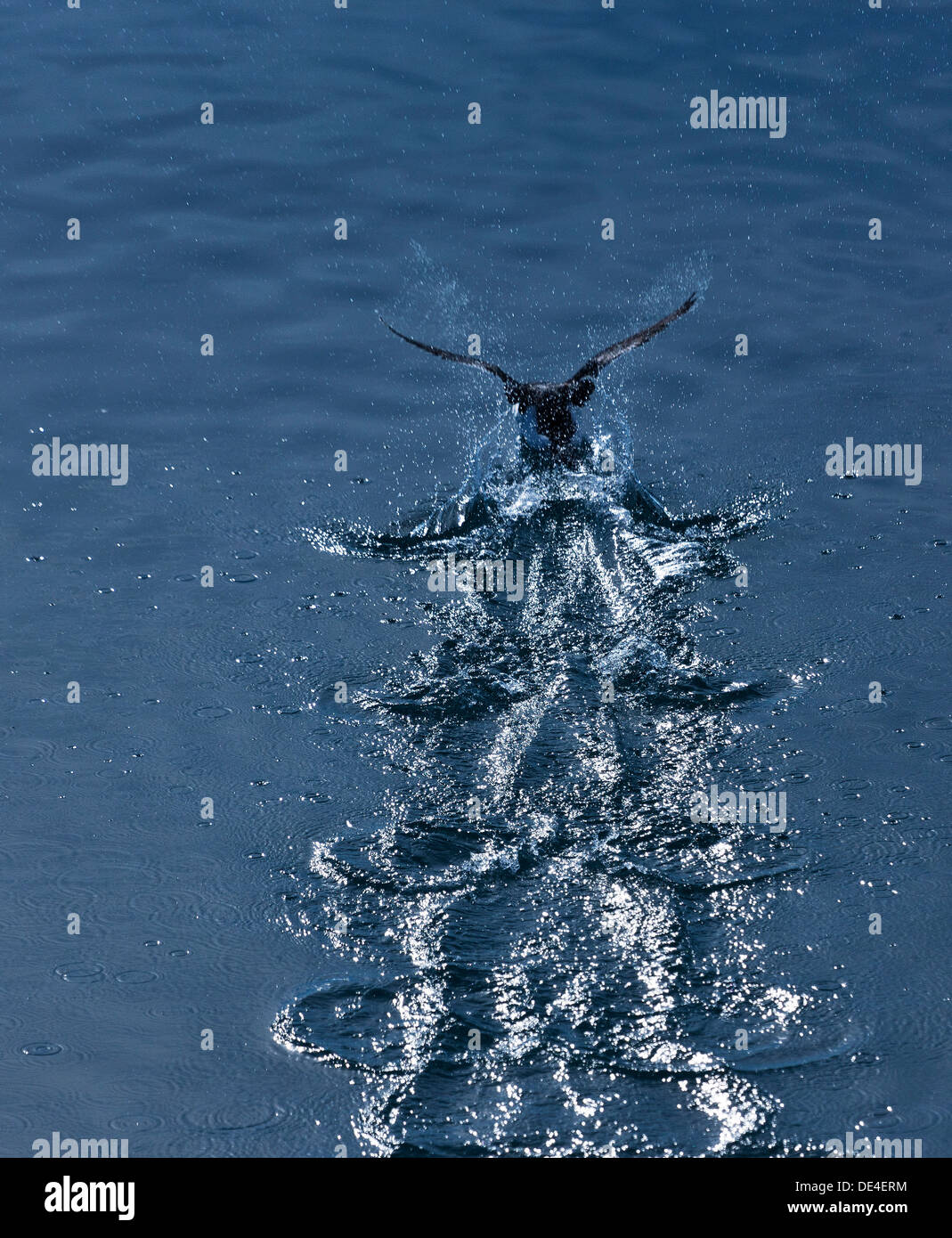 Brunnich's Guillemot, (Uria lomvia) isola Spitsbergen, Svalbard, Norvegia Foto Stock