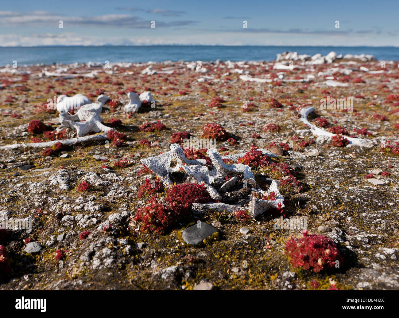 Ossa di tricheco, Dolerittneset, isola Spitsbergen, Svalbard, Norvegia Foto Stock