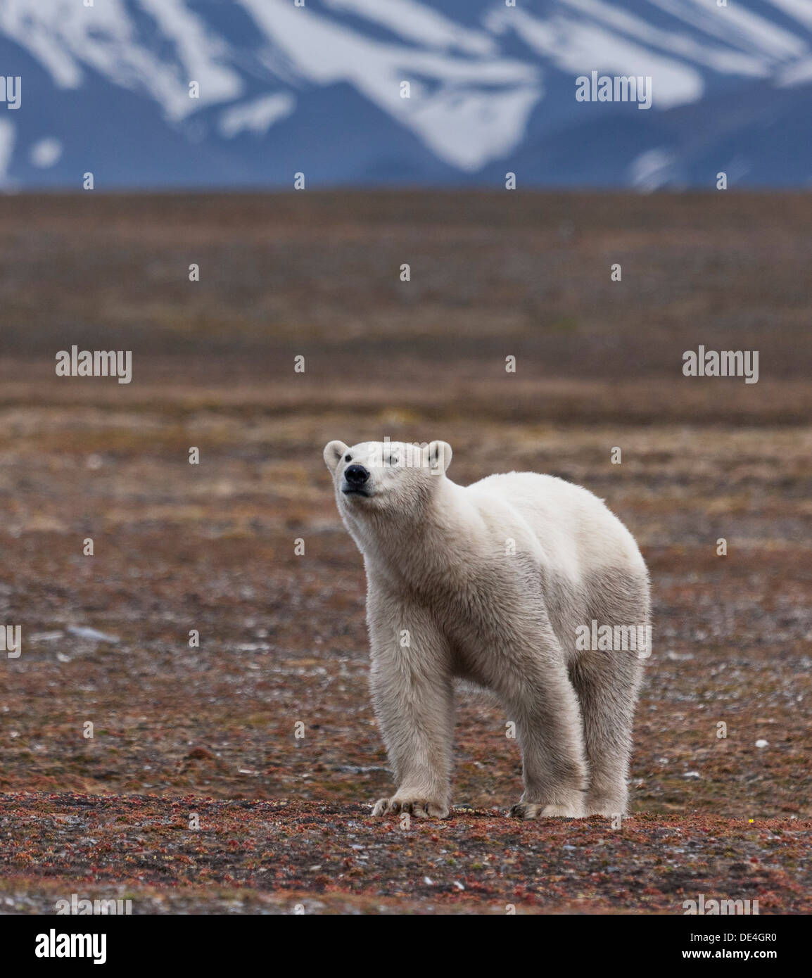 Orso polare, isola Spitsbergen, Svalbard, Norvegia Foto Stock