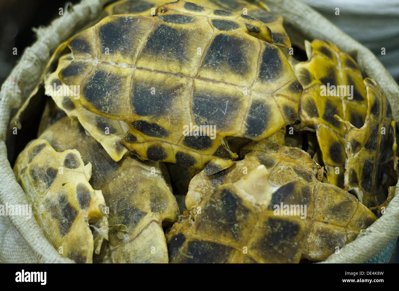 Medicina Qingping Mercato - Guangzhou , Cina Foto Stock