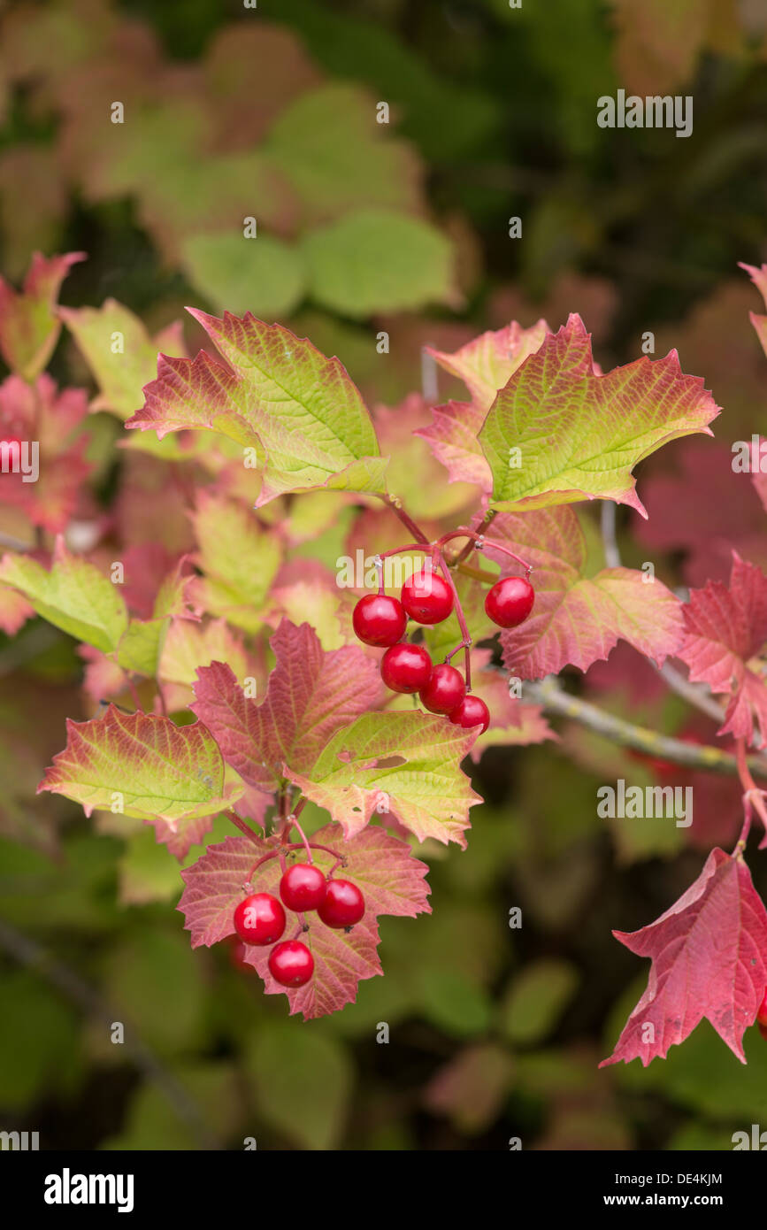 Viburno Rose: Viburnum opulus. Frutti in autunno. Surrey, Inghilterra. Foto Stock