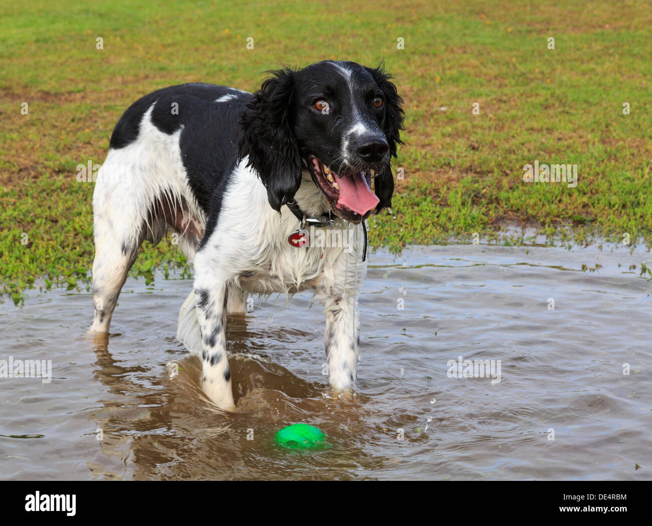 Un Soaking Wet adult English Springer Spaniel cane si fermò in una pozza d'acqua che vogliono giocare a palla. Inghilterra, Regno Unito, Gran Bretagna Foto Stock