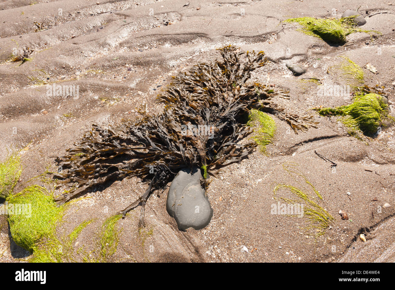 Shore inferiore alghe kelp alghe dentato o seghettato wrack trovati in Oceano Atlantico domina la spiaggia rocciosa di rocce e ha holdfast Foto Stock