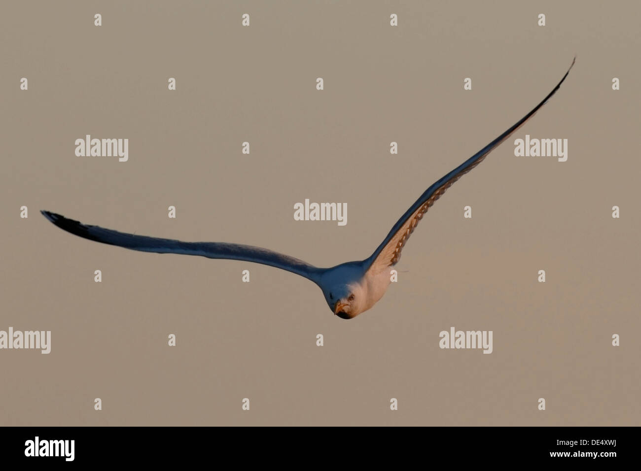 Aringa Gabbiano (Larus argentatus) in volo, Est Isole Frisone, Frisia orientale, Bassa Sassonia, Germania Foto Stock