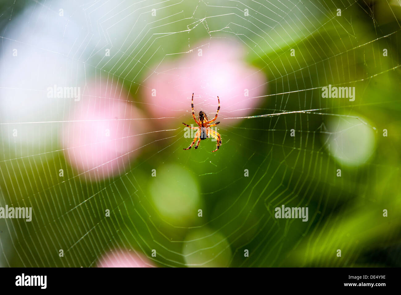 Giardino europeo Spider o Croce Orbweaver (Araneus diadematus) con la preda nel suo web, Hesse, PublicGround Foto Stock