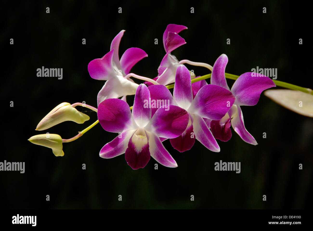 Orchidee viola (Orchidaceae) Foto Stock