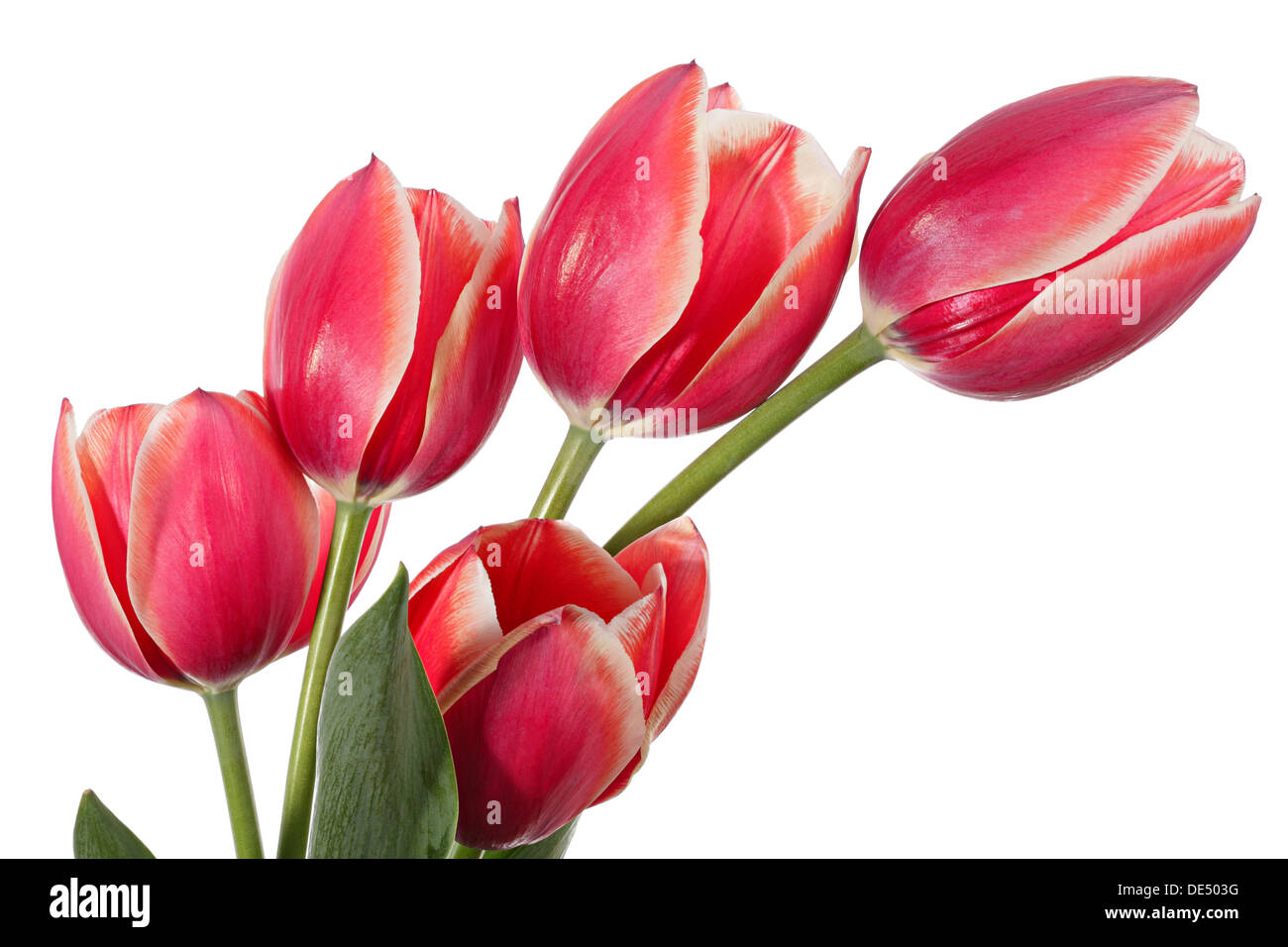 Fiori. Bouquet di primavera da cinque tulipani su sfondo bianco Foto Stock