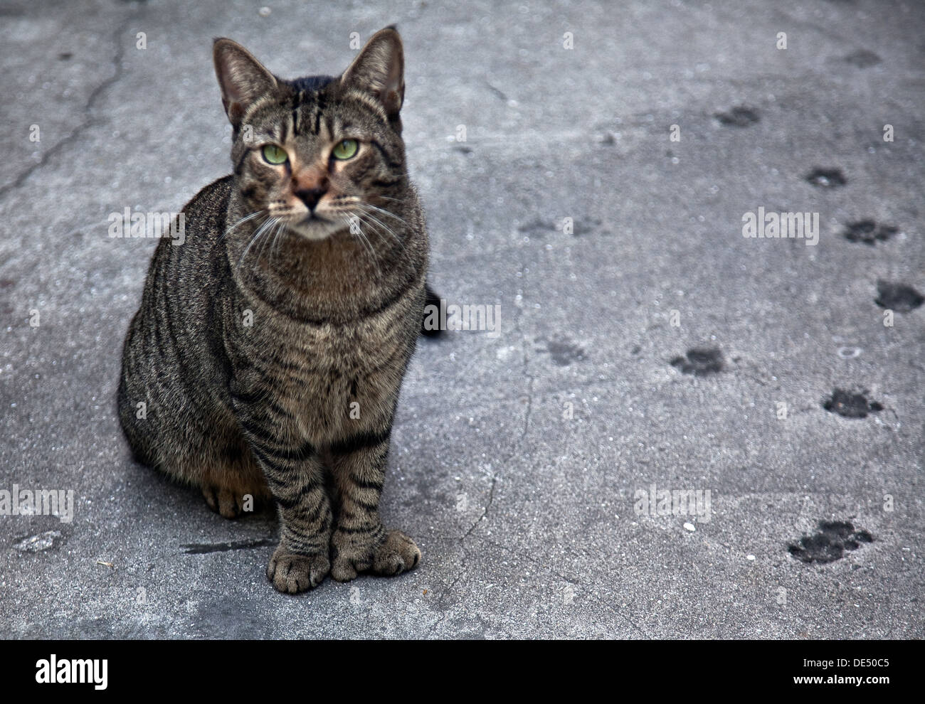 Hemmingway cat, Key West, FL - Dicembre 2010 Foto Stock