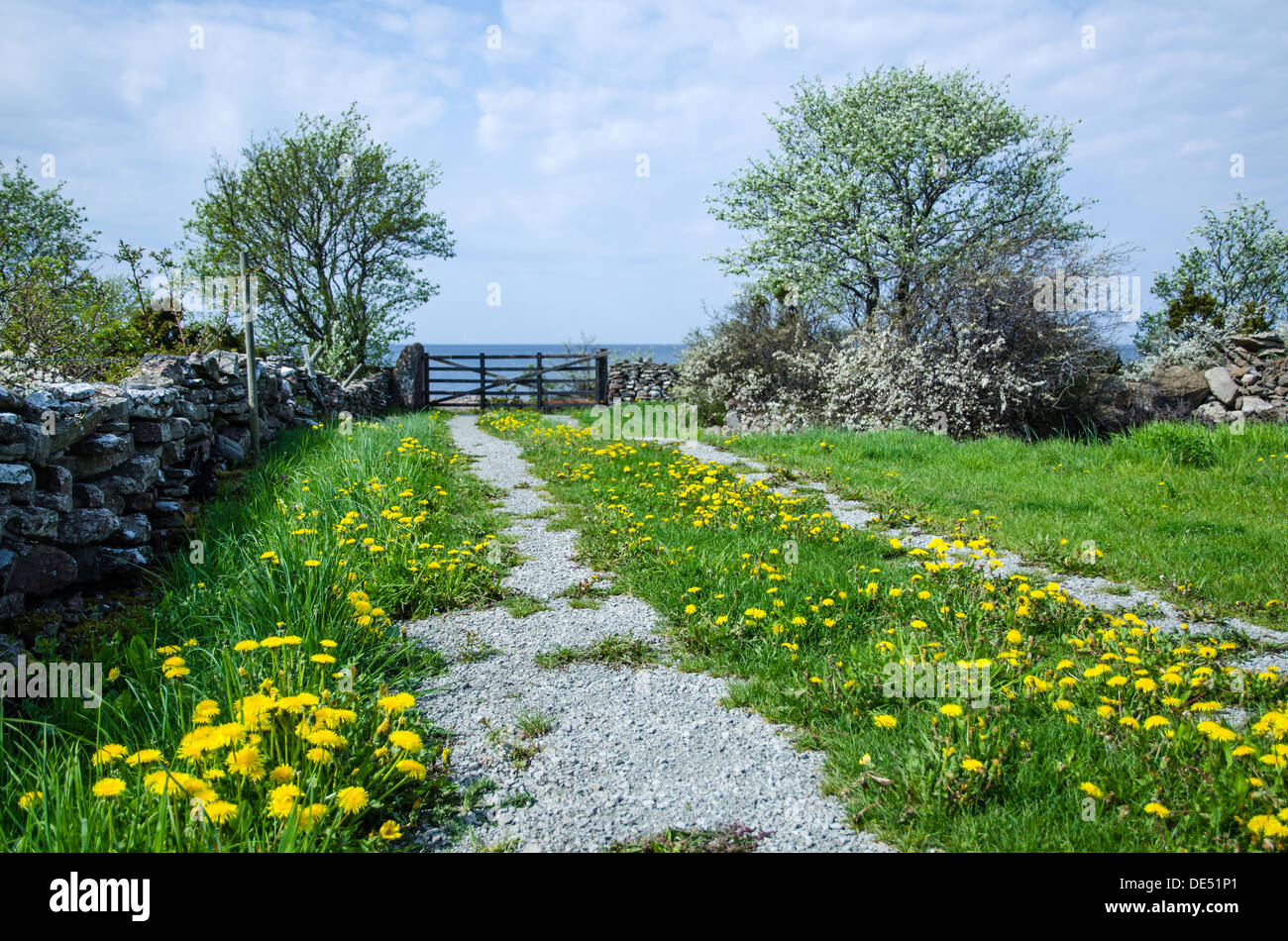 Il tarassaco su una strada sterrata che conduce ad un cancello dal mare. Dall'isola Oland in Svezia. Foto Stock